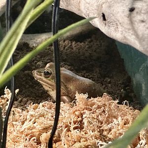 Green and golden bell frog (Ranoidea aurea)