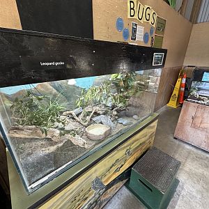 Leopard Gecko Exhibit