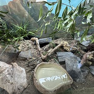 Leopard Gecko Exhibit