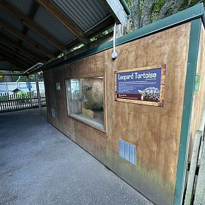 Leopard Tortoise Viewing Window