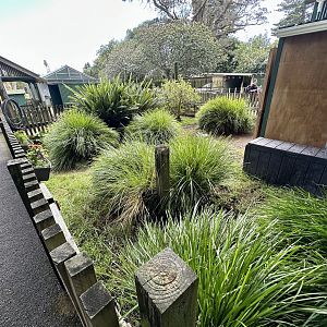 Leopard Tortoise Exhibit