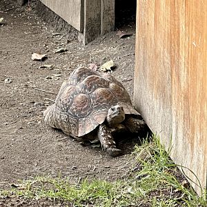 Leopard tortoise (Stigmochelys pardalis)