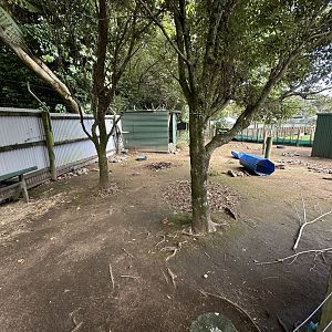 Kunekune Pig Exhibit