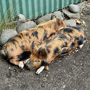 Kunekune Piglets
