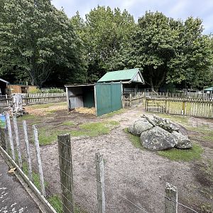 Avonstour Island Sheep Exhibit