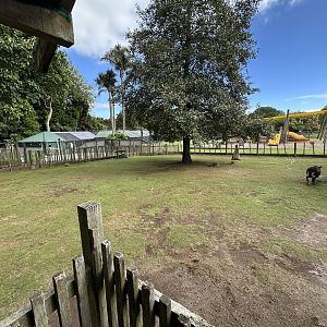 Avonstour Island Sheep Exhibit
