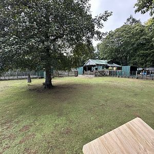 Avonstour Island Sheep Exhibit