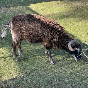 Avonstour Island sheep (Ovis aries)
