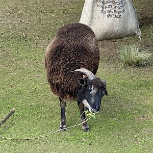 Avonstour Island sheep (Ovis aries)