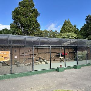 Slender-tailed Meerkat Exhibit