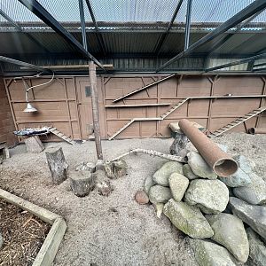 Slender-tailed Meerkat Exhibit