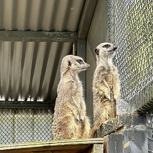 Slender-tailed meerkat (Suricata suricatta)