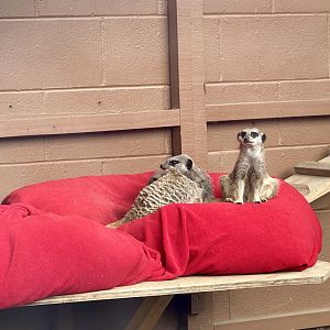 Slender-tailed meerkat (Suricata suricatta)