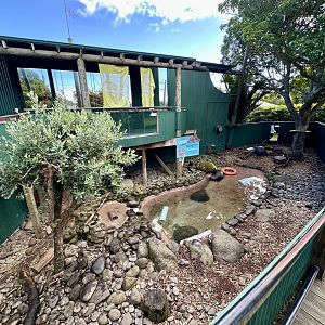 Asian Small-clawed Otter Exhibit
