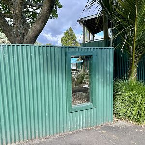 Asian Small-clawed Otter Viewing Window