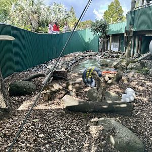Asian Small-clawed Otter Exhibit