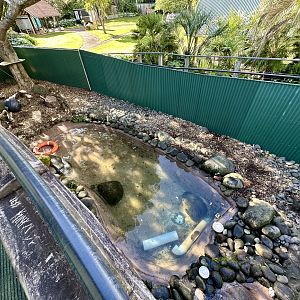 Asian Small-clawed Otter Exhibit