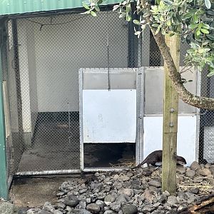 Asian Small-clawed Otter Dens