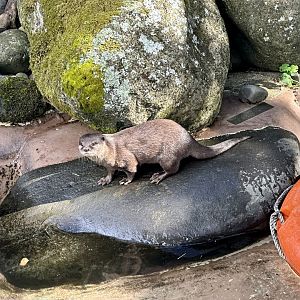 Asian small-clawed otter (Aonyx cinereus)