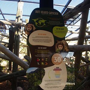 New Buffy-headed capuchin signage- 10/4/2025