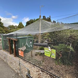 Cotton-top Tamarin Exhibit