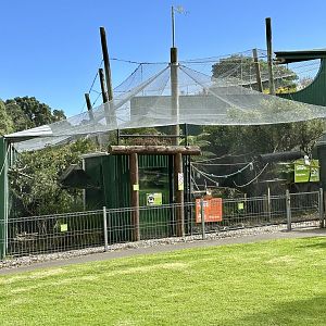 Cotton-top Tamarin Exhibit