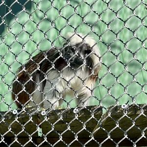 Cotton-top tamarin (Saguinus oedipus)