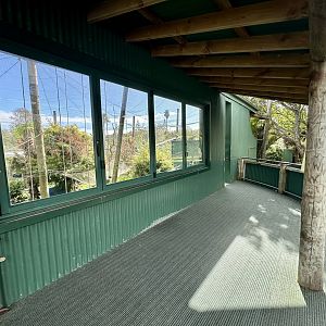 Brown Capuchin (Upper Viewing Deck)