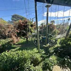 Brown Capuchin Exhibit