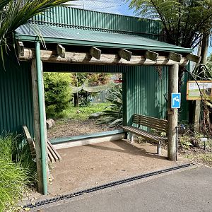 Brown Capuchin (Lower Viewing Window)