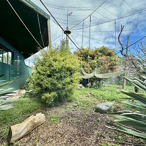 Brown Capuchin Exhibit