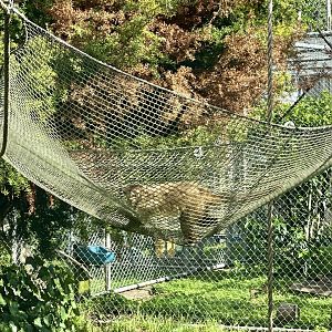 Brown Capuchin Hammocks