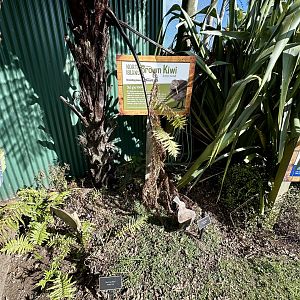 North Island Brown Kiwi Garden