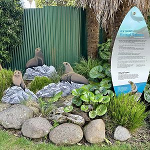 New Zealand Fur Seal Garden