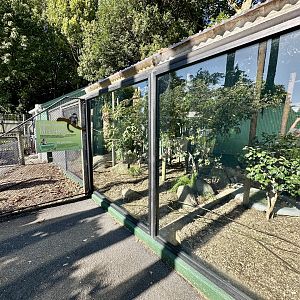 Bolivian Squirrel Monkey Exhibit