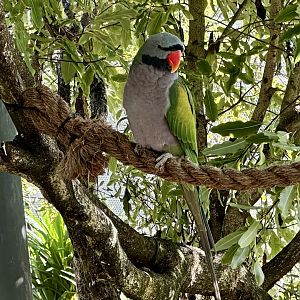 Derbyan parakeet (Psittacula derbiana)