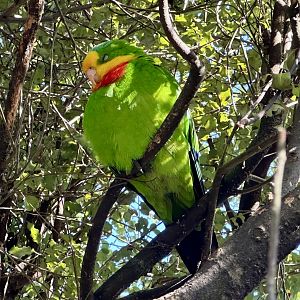 Barraband parrot (Polytelis swainsonii)