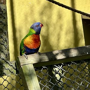 Rainbow lorikeet (Trichoglossus moluccanus)