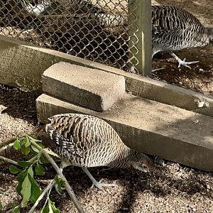 Lady Amherst’s pheasant (Chrysolophus amherstiae)