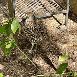 Lady Amherst’s pheasant (Chrysolophus amherstiae)
