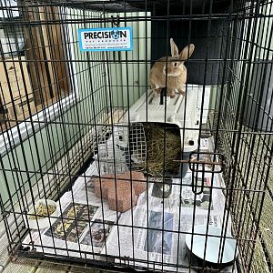 Domestic Rabbit Cage