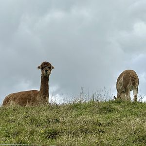 Alpaca (Lama pacos)