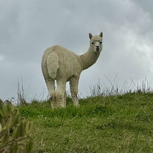 Alpaca (Lama pacos)