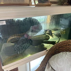 Red-eared Slider Turtle Tank