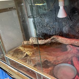 Bearded Dragon Exhibit