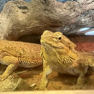 Central bearded dragon (Pogona vitticeps)