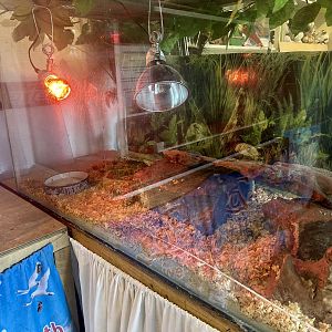 Eastern Blue-tongued Skink Tank