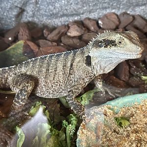Australian water dragon (Intellagama lesueurii)