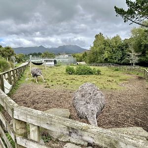 Ostrich Exhibit