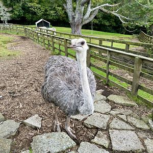 Ostrich (Struthio camelus)